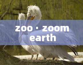 zoo · zoom earth