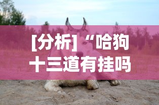 [分析]“哈狗十三道有挂吗”事实上确实有挂