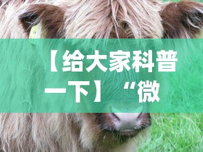 【给大家科普一下】“微信斗牛开挂神器下载安装”开挂神器{透视辅助}全揭秘