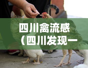 四川禽流感（四川发现一例禽流感）
