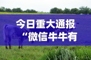 今日重大通报“微信牛牛有什么规律吗”(必备工具)辅助教学