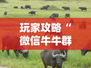 玩家攻略“微信牛牛群斗牛群	”房卡链接获取